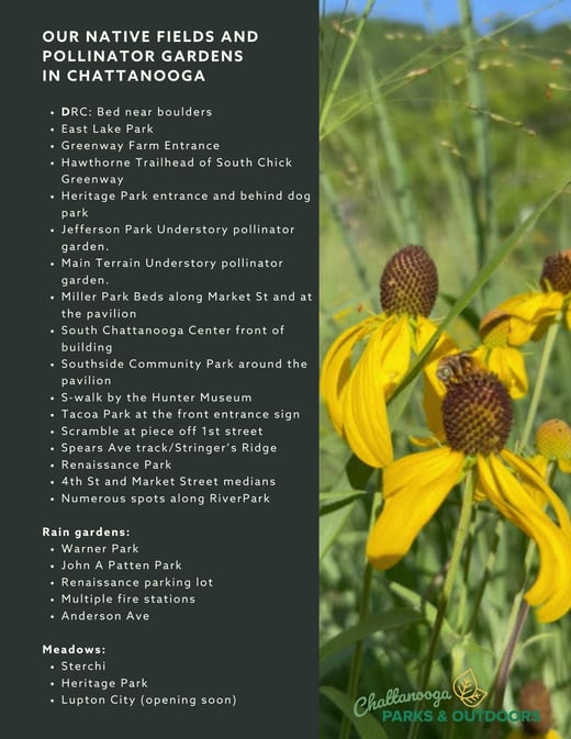 Our Native Fields and pollinator gardens in Chattanooga (2)